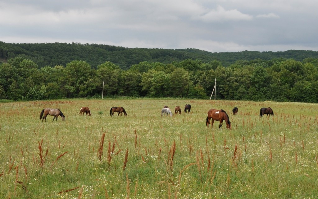 Лошади фермы. Источник: http://www.ferma-vladimirovka.ru/?attachment_id=669
