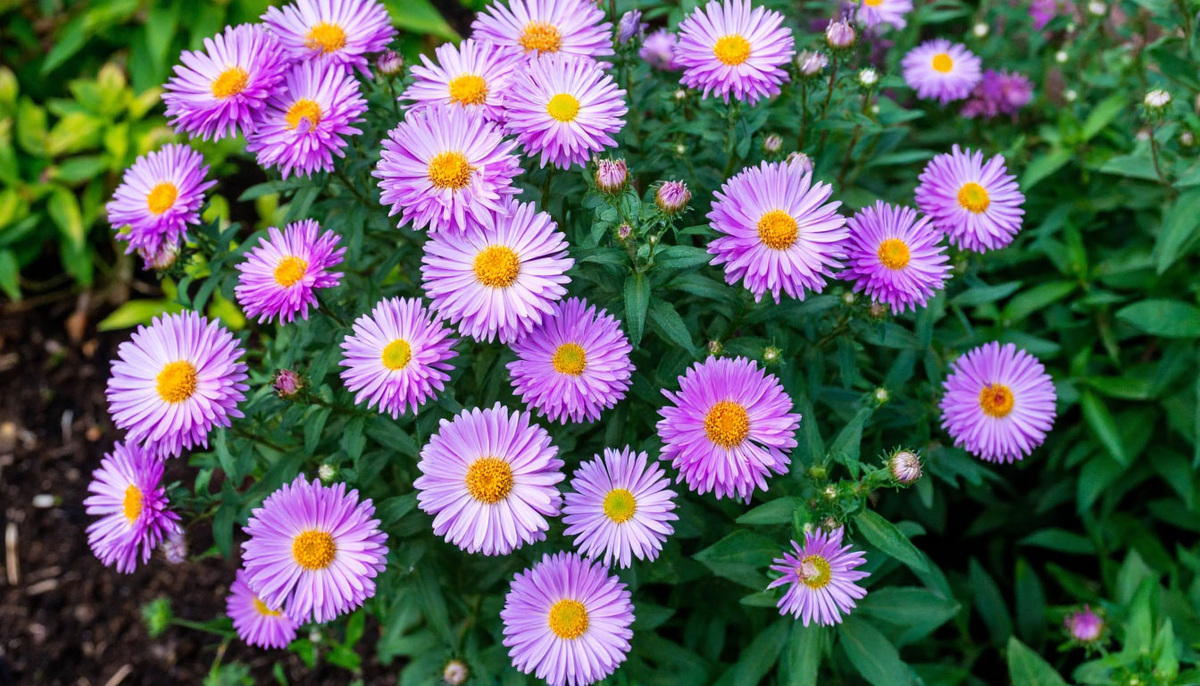 Ваш цветник вас обязательно отблагодарит