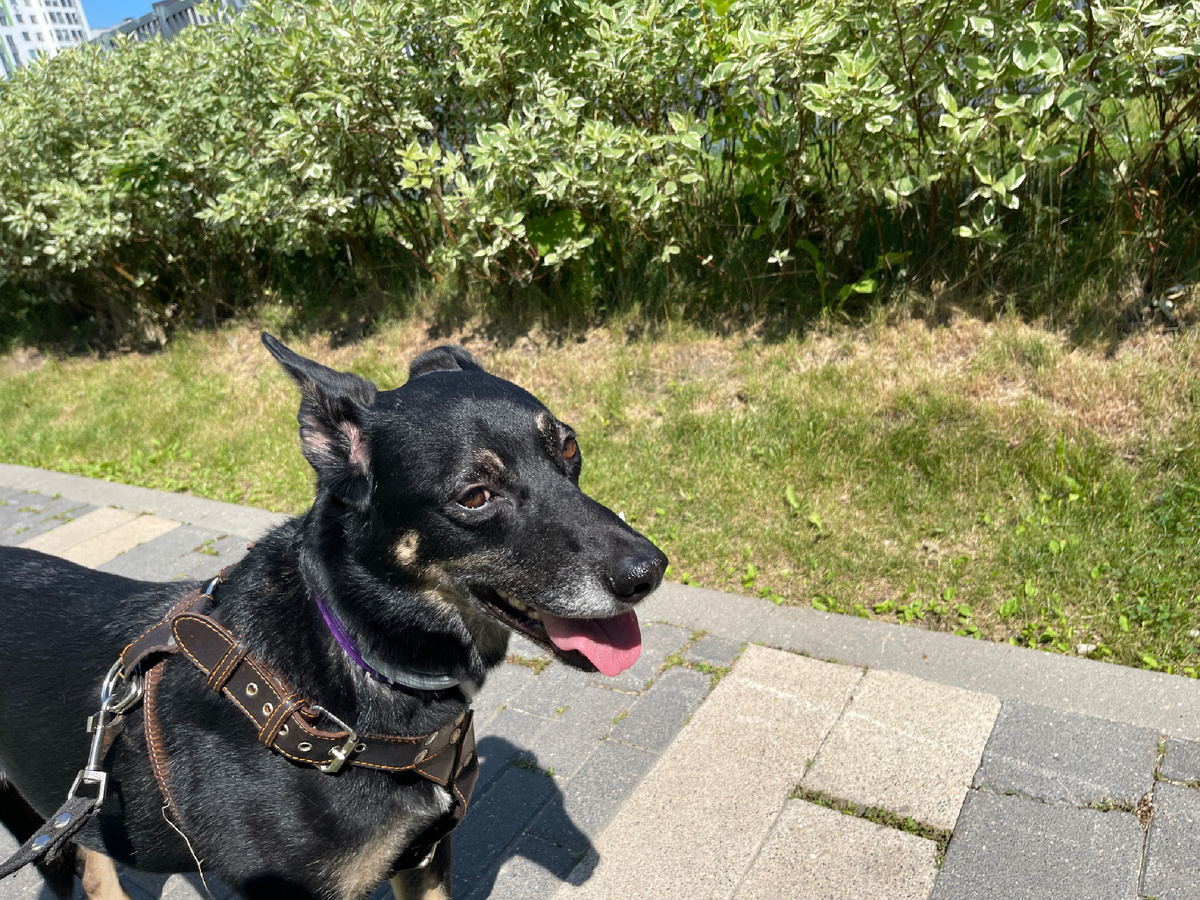 Для несогласных оставил сообщение на одном из этих кустиков 😎