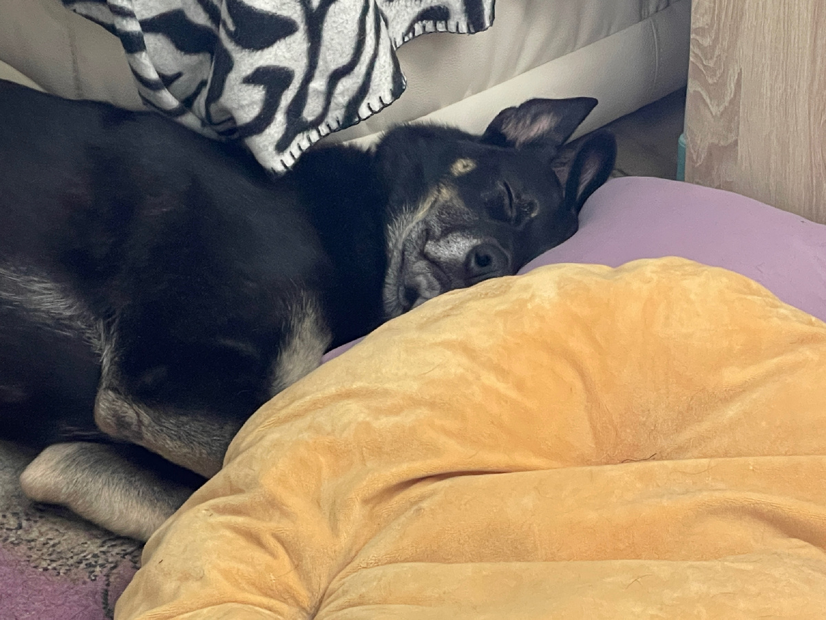 И вряд ли у них также есть два лежака и удобная подушечка 🥰