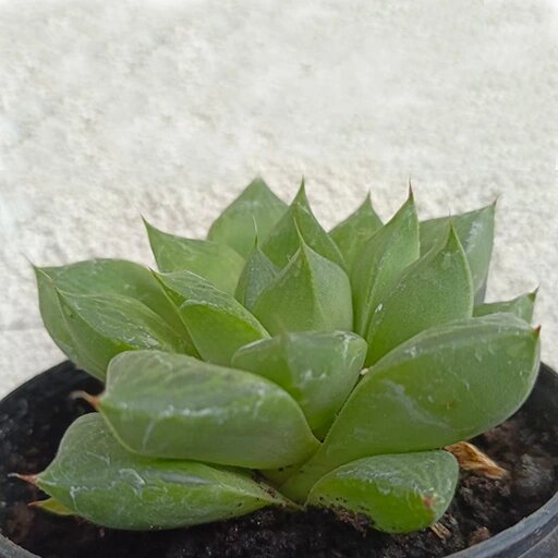   Хавортия Купера фото Наталья Андросенкова