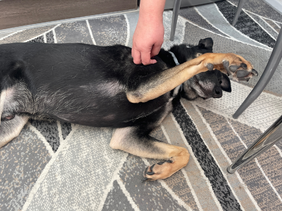 А еще я знаю, что в любой момент могу вот так вот завалиться на бок, лапками показать, что я «зайчик», и мне почешут пузико 🥰