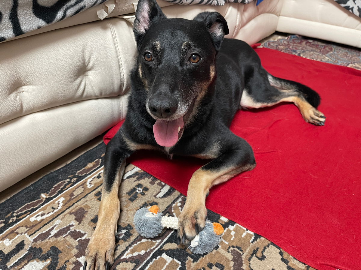 Вот такой у меня есть пледик. А зимой, когда было дома прохладно, меня им накрывали 🥰