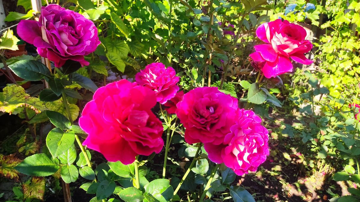 Вторая волна цветения роз