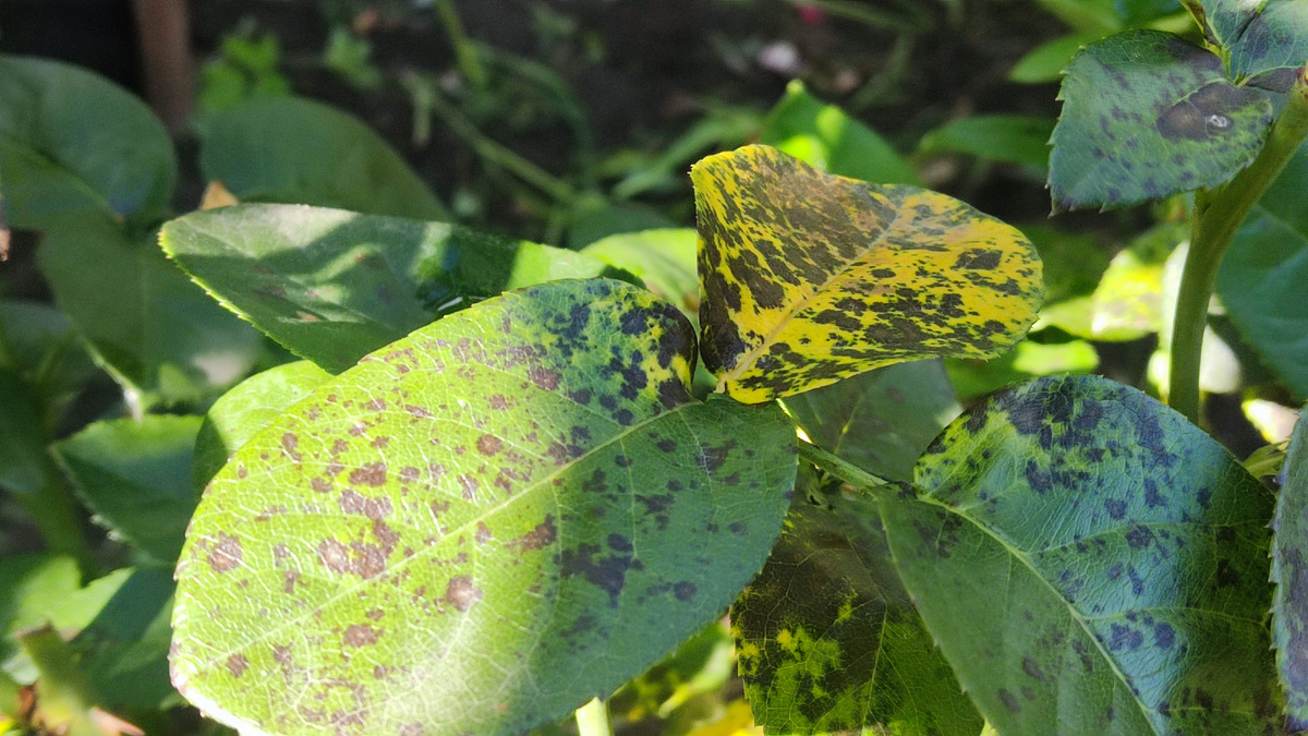 Черная пятнистость на розах