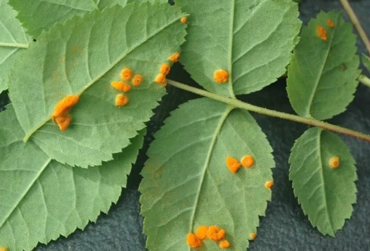 На розе - https://www.giardinaggio.it/malattie/singolemalattie/ruggine/ruggine.asp