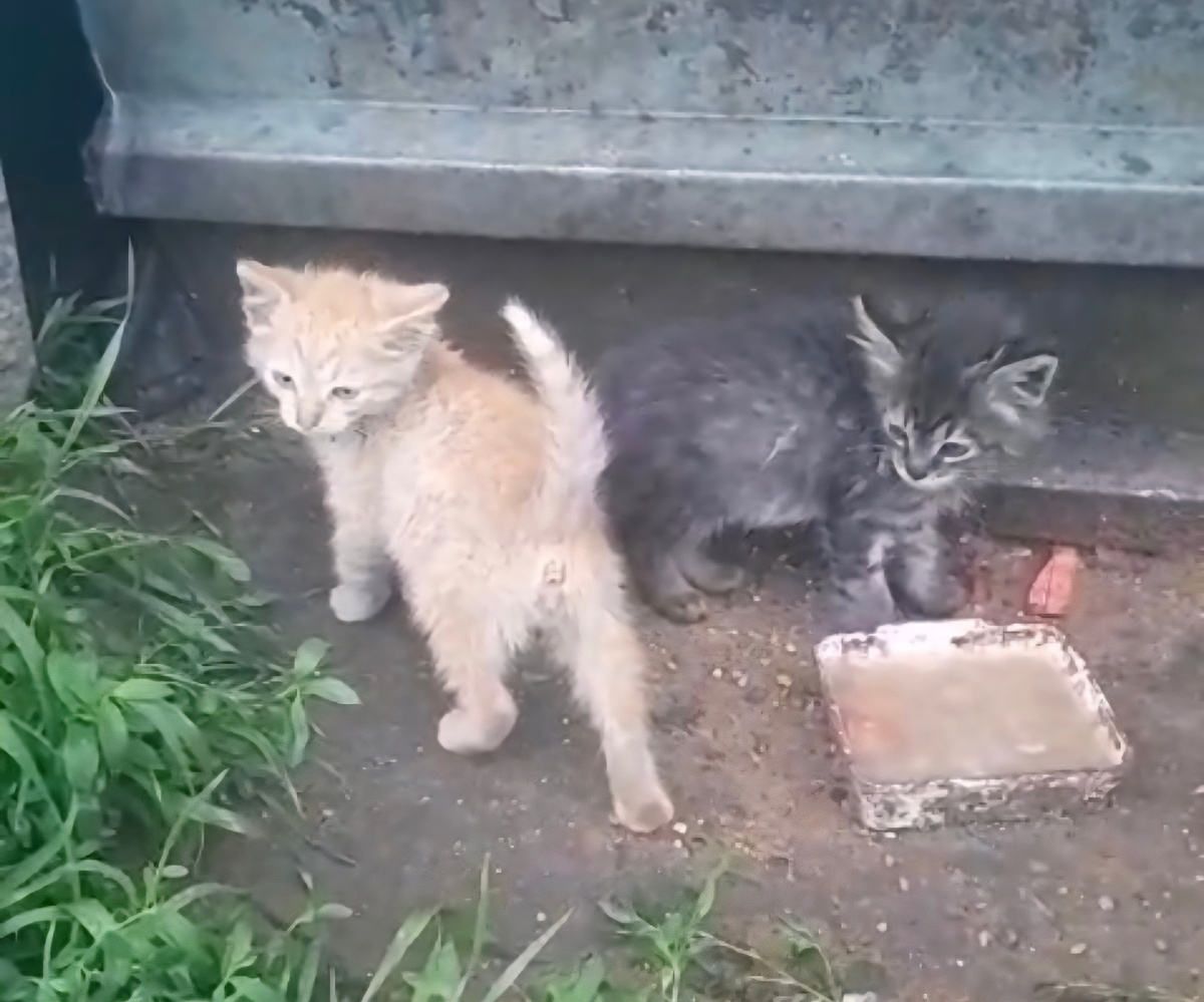 Марсик и Мартин. За день до спасения 