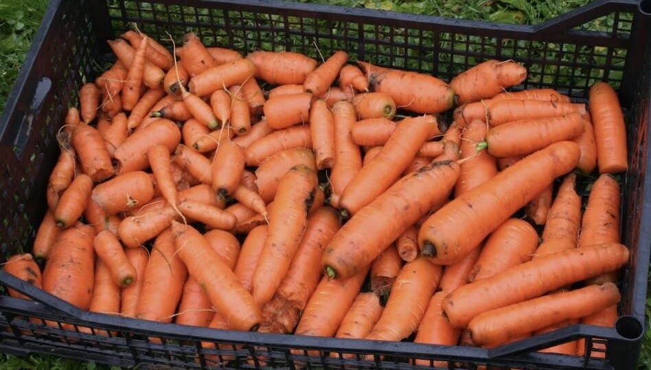 Когда убирать морковь для зимнего хранения: точные сроки и правила