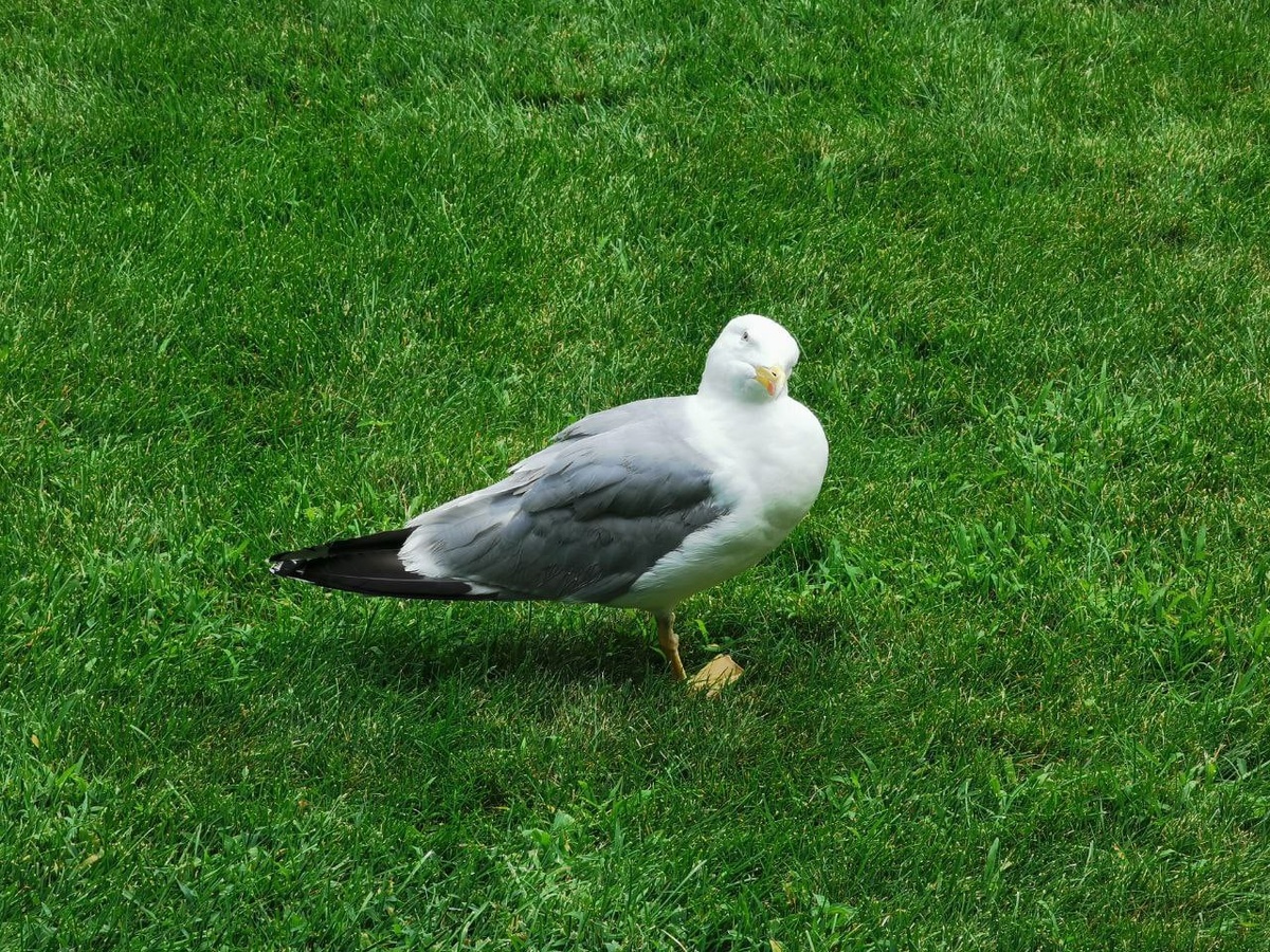 чайка из Партенита