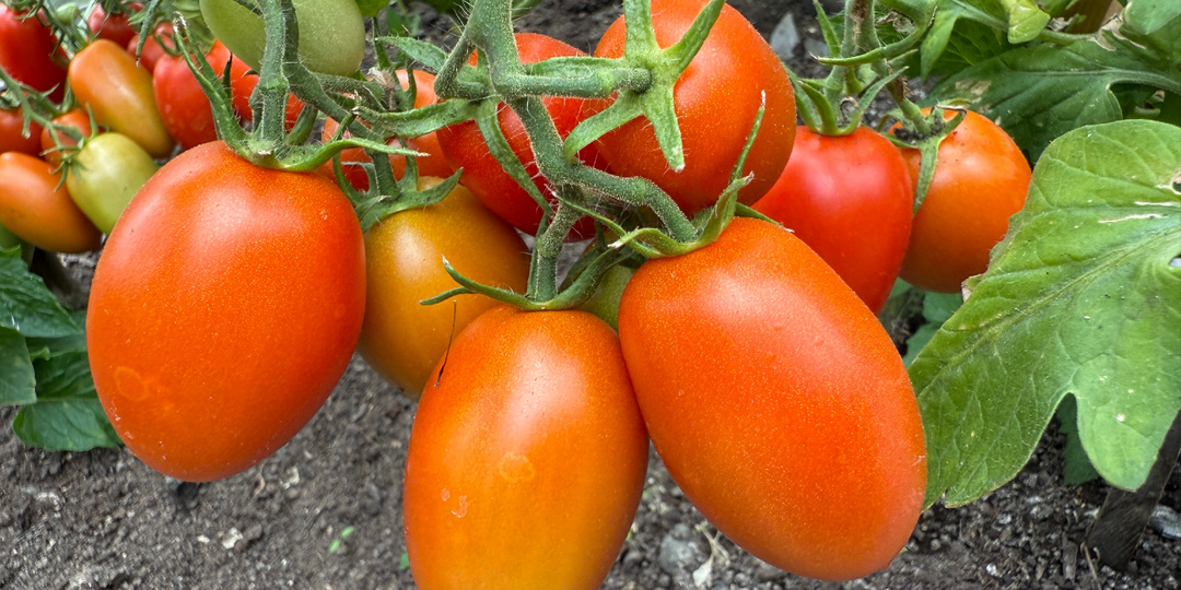 Только эти томаты посажу в 2026 году. Лучшие, урожайные, не болеют. По 100 ведер собираю