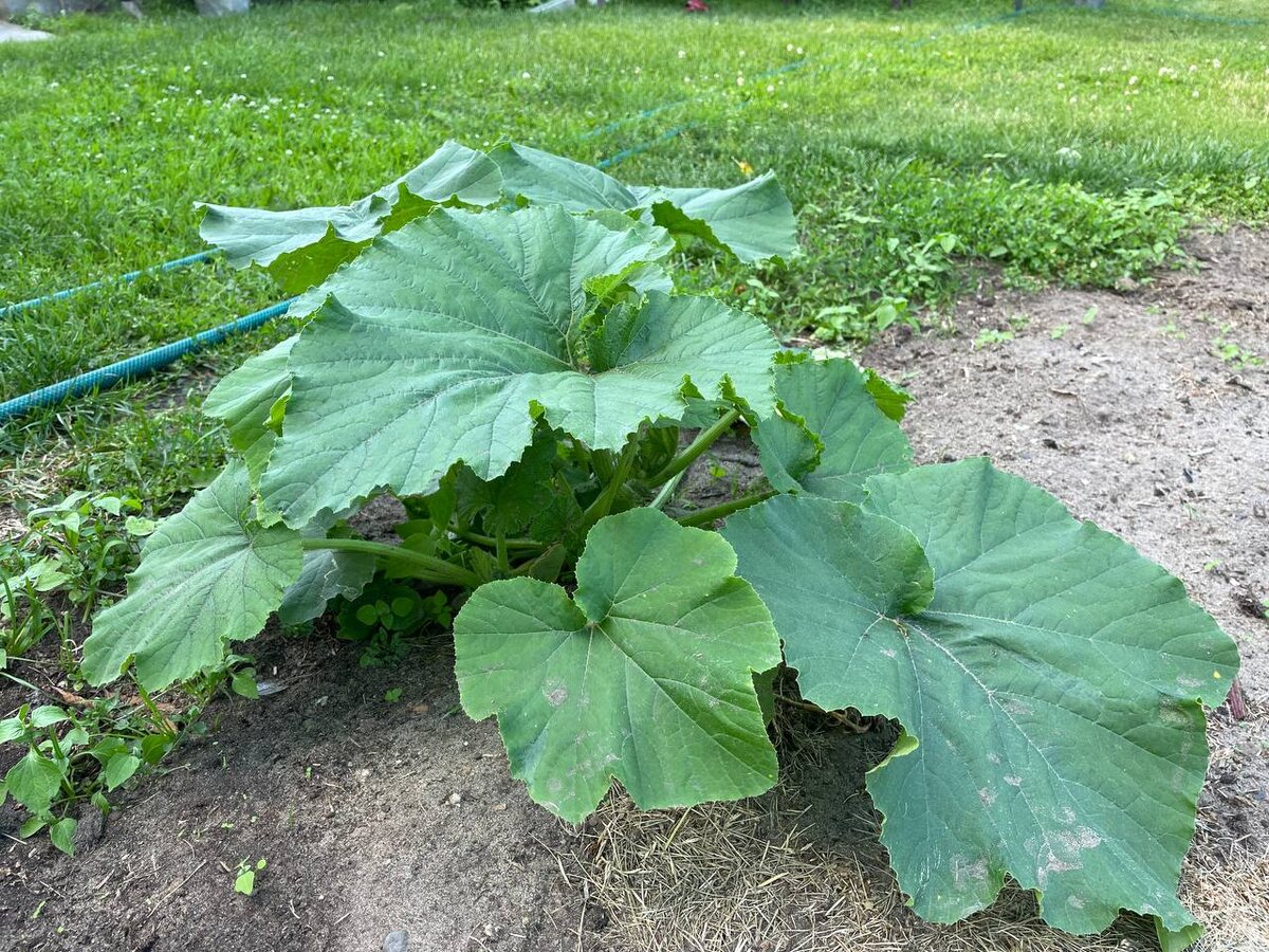 Кабачок-самосейка в июне. Растет по краю огорода. Фото автора 