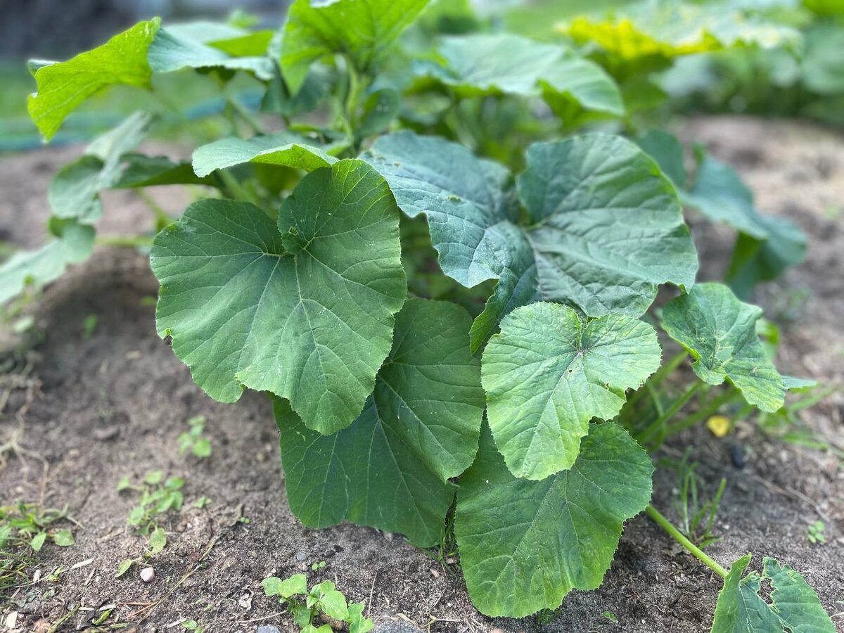 Кабачки, посаженные осенью. Фото автора