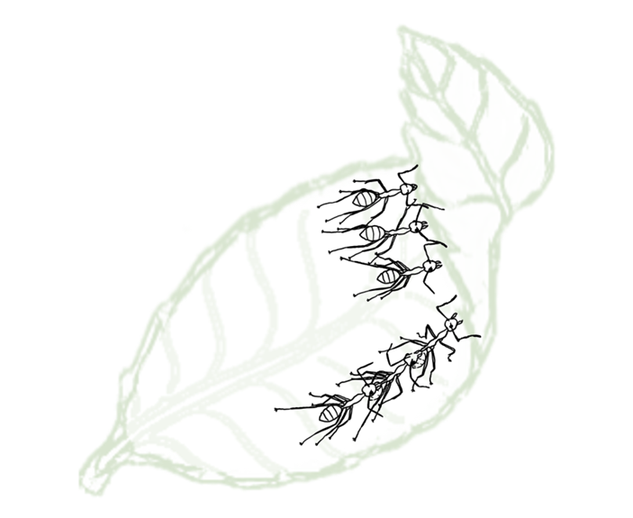   Chris R. Reid et al. / Current Biology, 2025