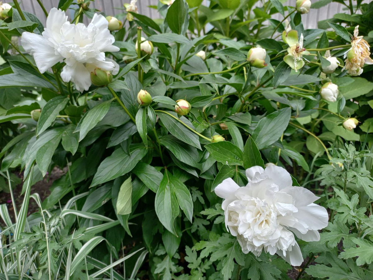 Фото автора.