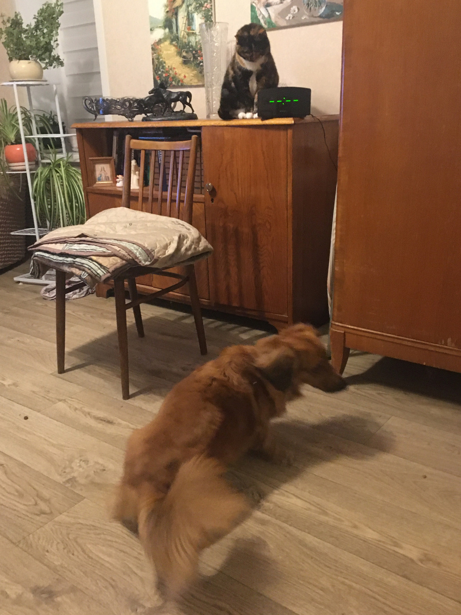 Василиса уже не так сильно боится Алису. Фото автора