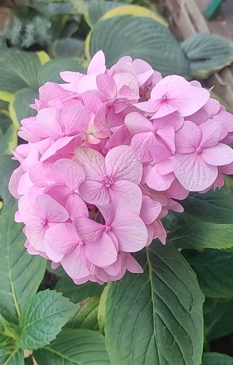 Крупнолистовая гортензия сейчас.