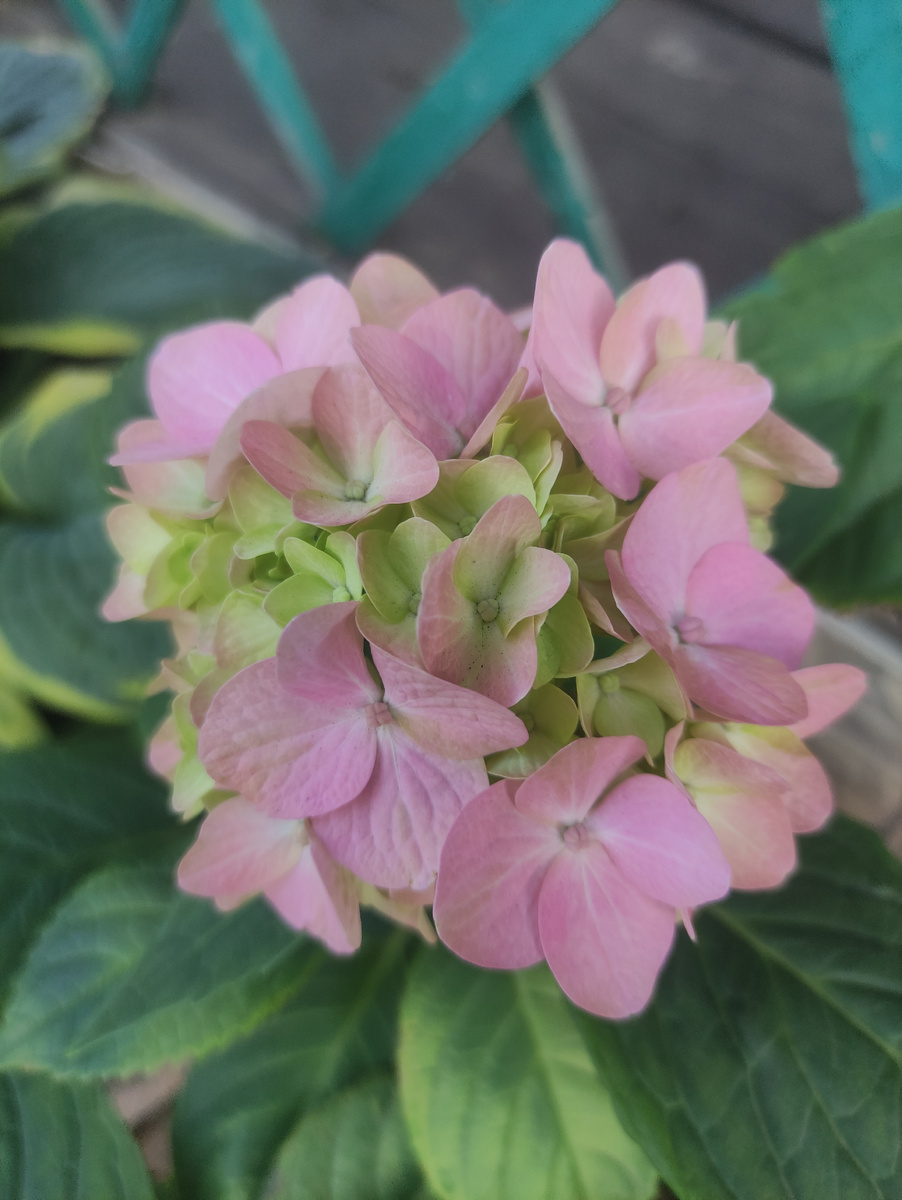 Крупнолистовая гортензия неделю назад.