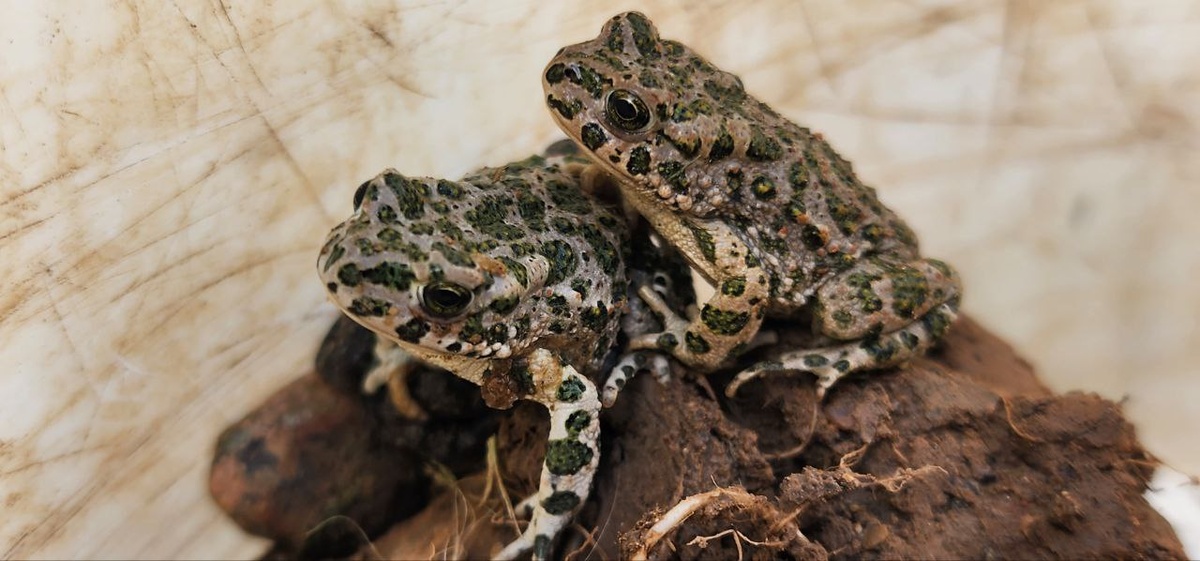 Зеленая жаба ККМО