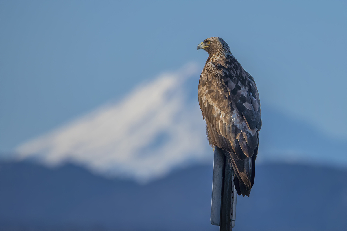 Фото: Linda Raymer