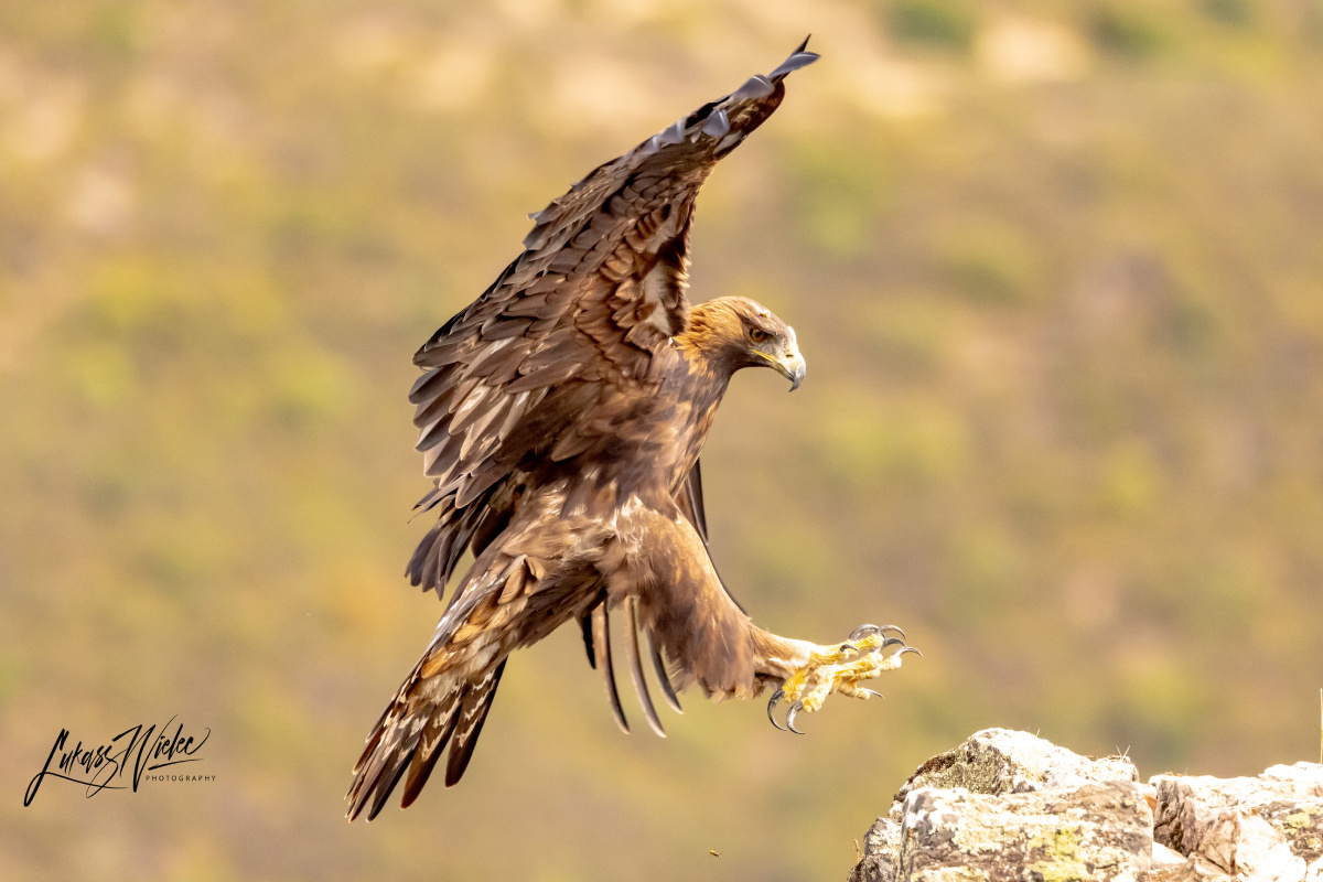 Фото: Lukasz Wielec