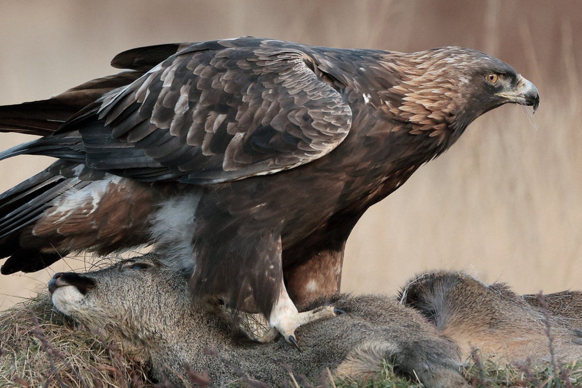 Фото: Iain H Leach