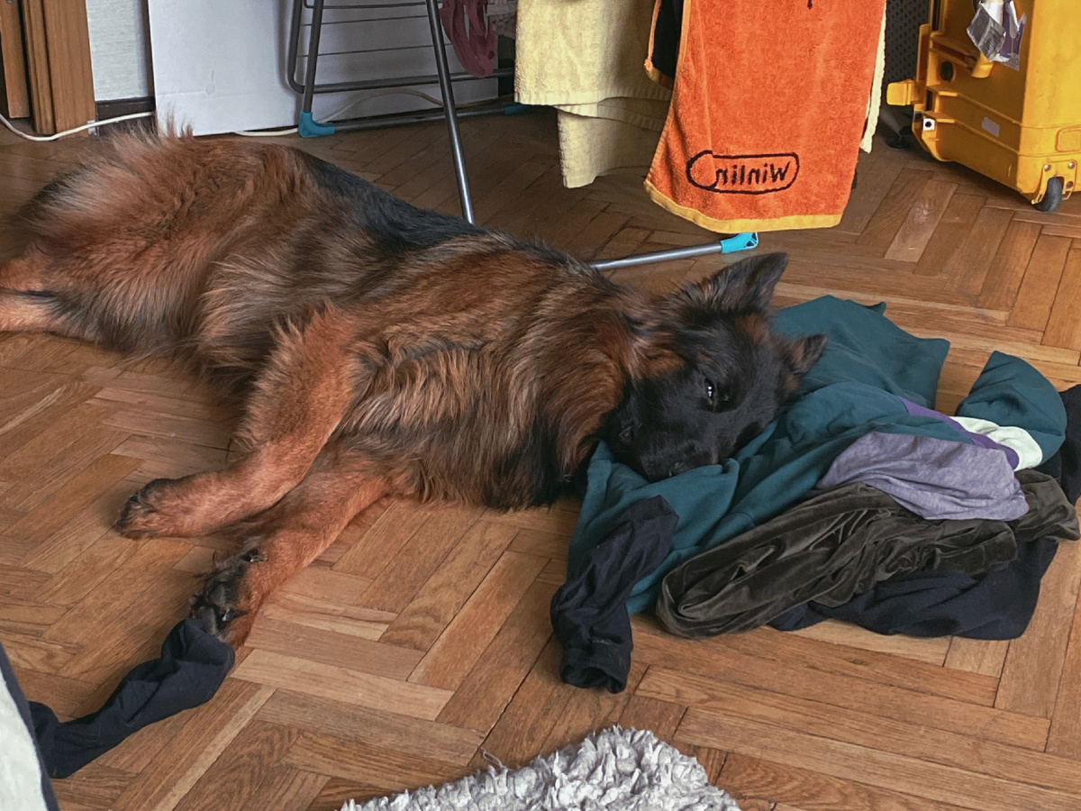 Архивное фото. Локи спит на куче одежды