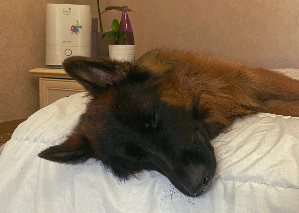 Архивное фото. Локи уснул на кровати