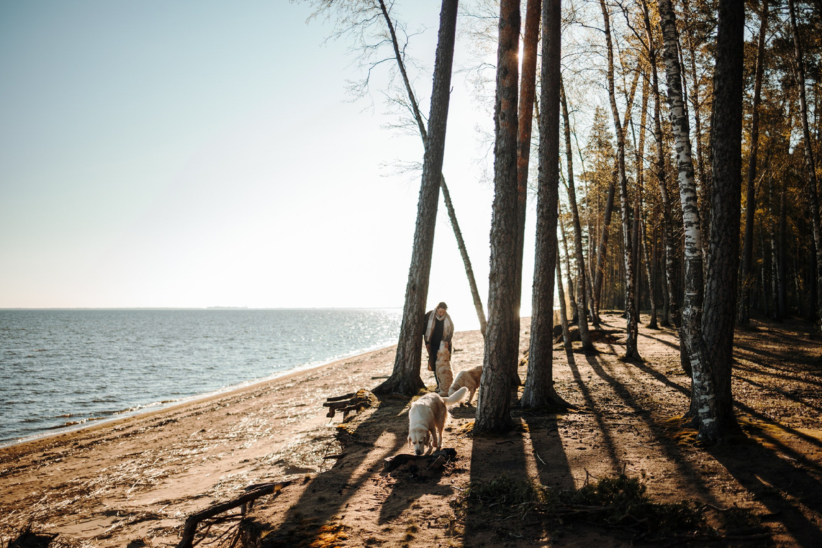 Люблю гулять с семьей и собаками вдоль залива у сосновго леса