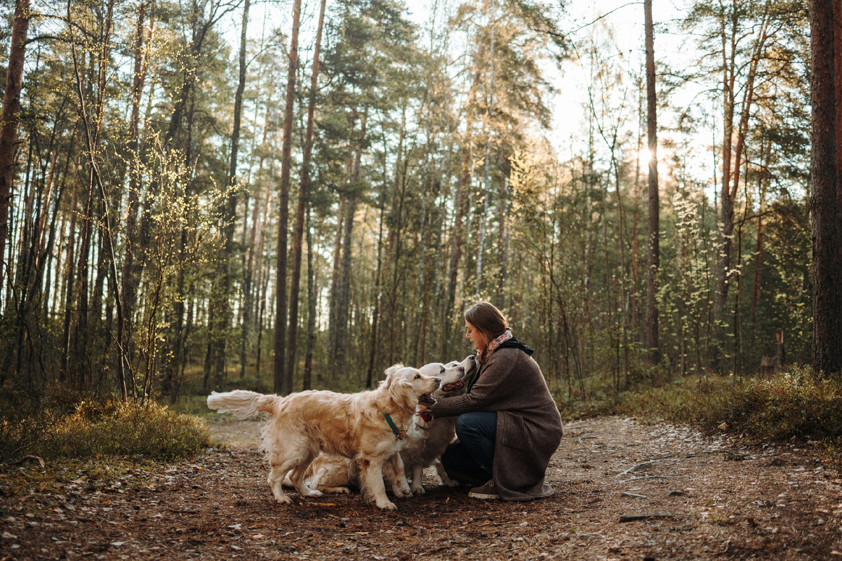 Три золотистых ретривера – Мия, Руби и Лола