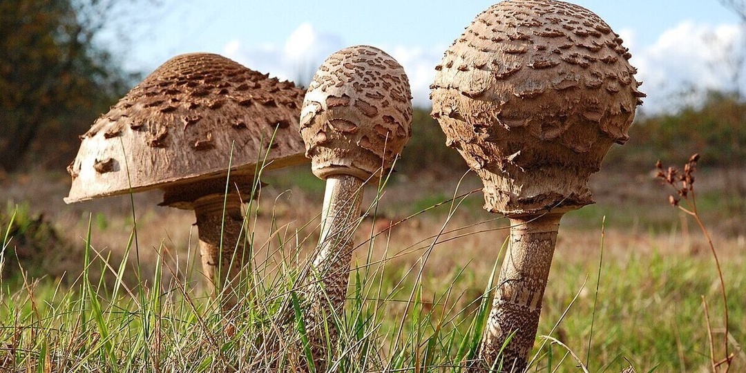 В лесах Подмосковья появились грибы-гиганты с мясным вкусом