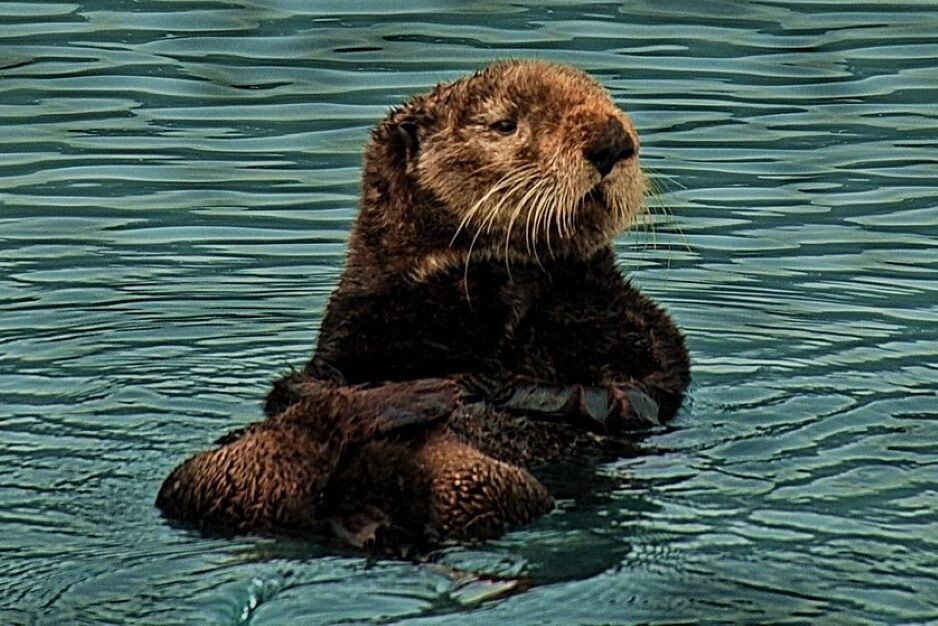 Морской бобр - калан