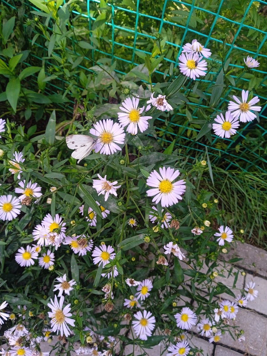 На мои сентябринки прилетела бабочка