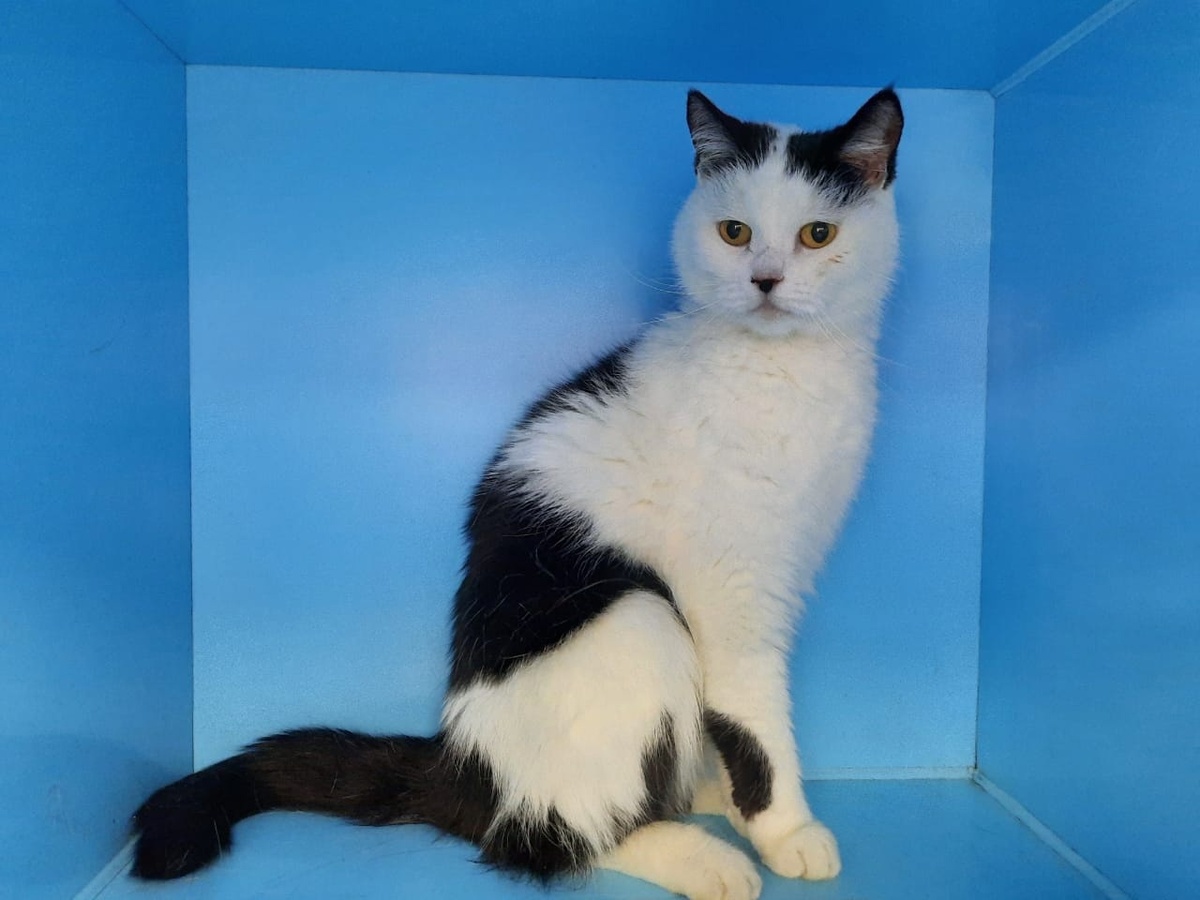 Даже в боксе Зооцентра она не теряла чувства собственного достоинства