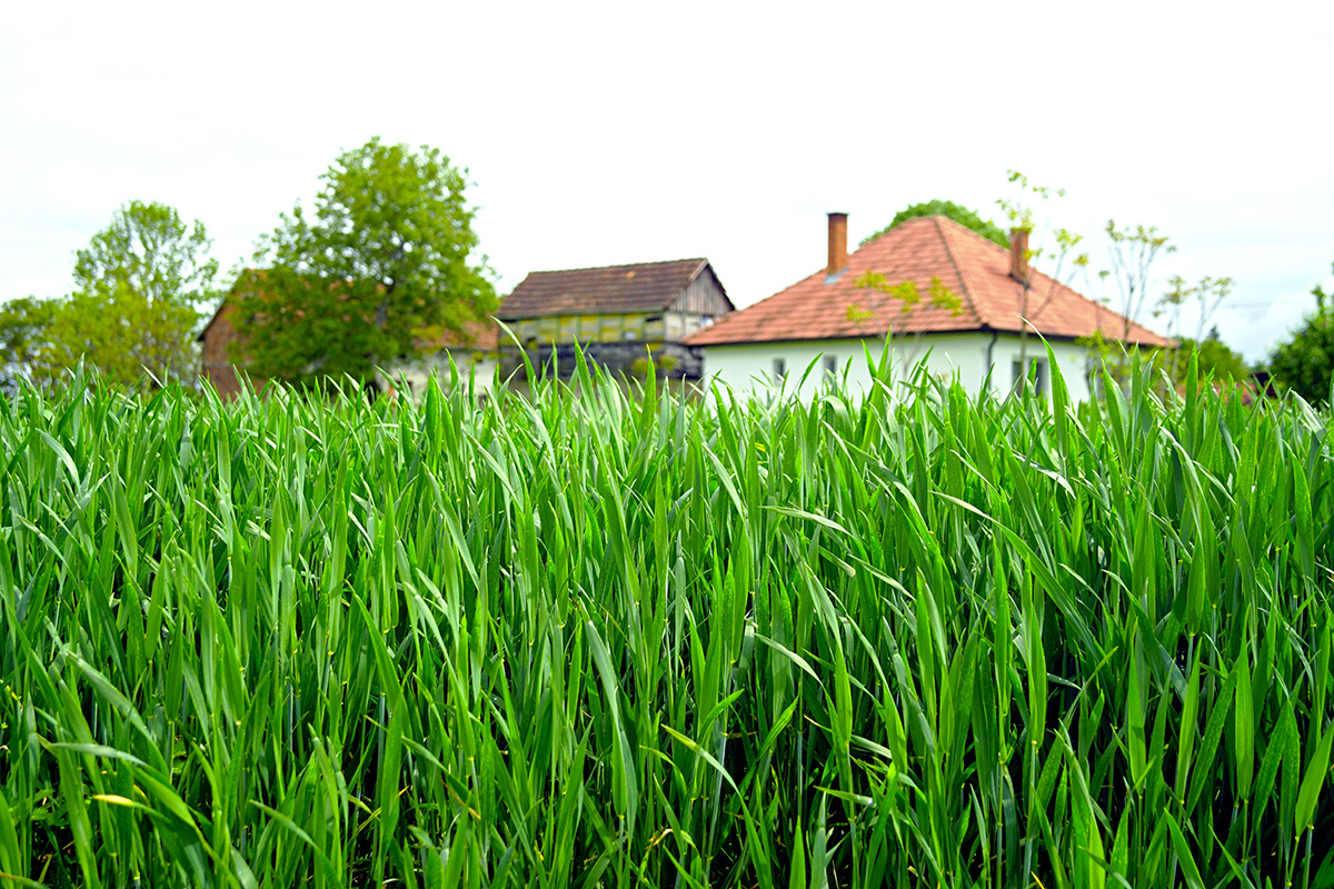 Torgonskaya Tatiana / Shutterstock / FOTODOM📷Рожь следует косить и запахивать, когда она достигнет высоты до колена, иначе позже стебли одеревенеют