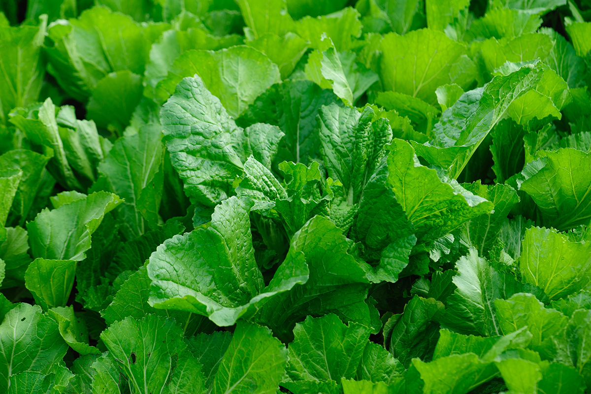 lzf / Shutterstock / FOTODOM📷Горчица быстро растет и дает большую зеленую массу для удобрения органикой