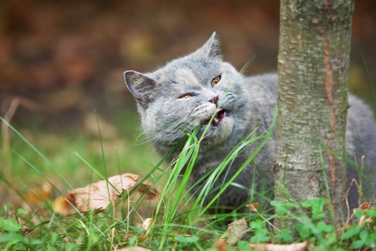     Почему коты и собаки любят есть траву? Ученые попытались дать ответ