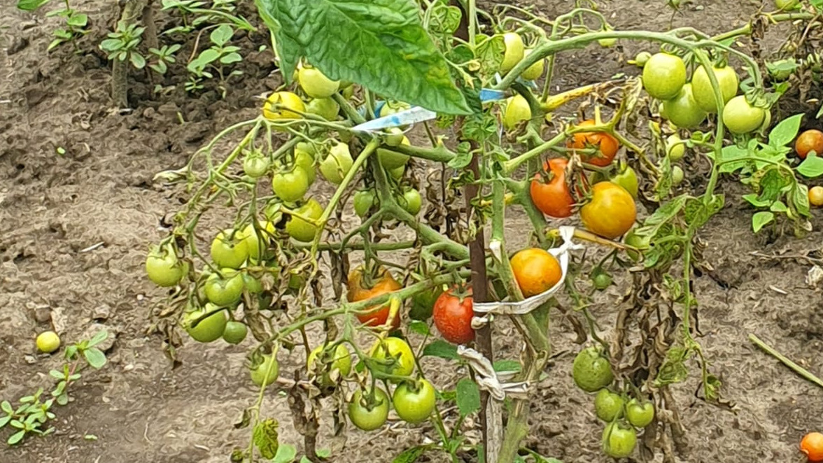 Холодное лето 2024: +12 в конце августа, но урожай можно спасти