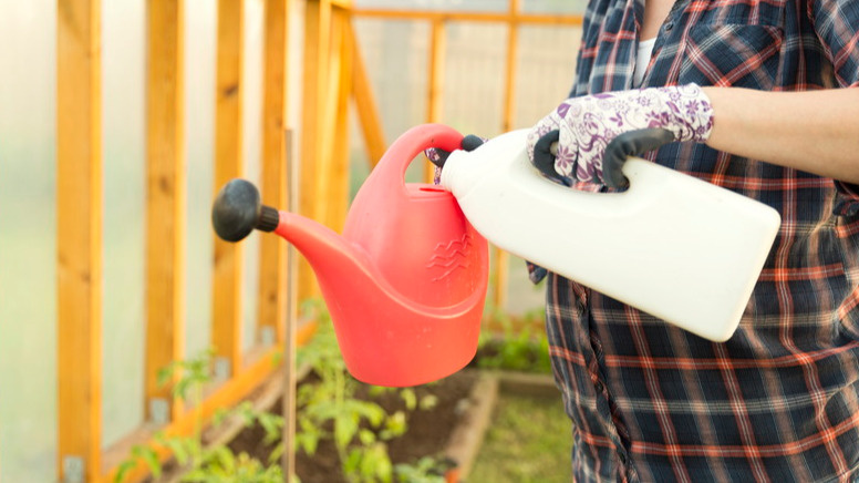 В прохладную погоду растения не могут переработать удобрения, особенно азотные. 