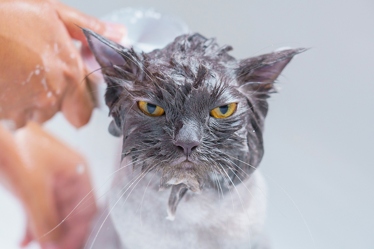 BBbirdZ / Shutterstock / FOTODOM📷Не все породы кошек любят ощущение мокрой шерсти