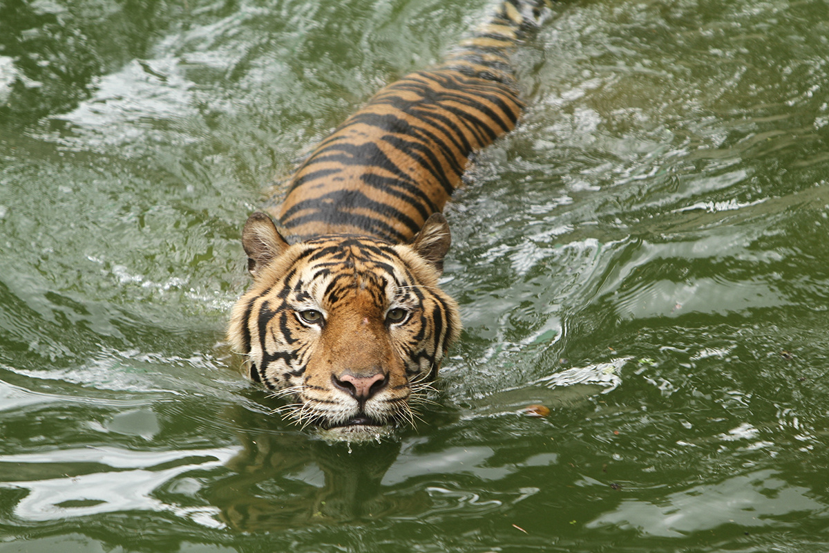 JFS07 / Shutterstock / FOTODOM📷Тигр, как и домашняя кошка, относится к семейству кошачьих. Однако тигры любят воду и уверенно плавают