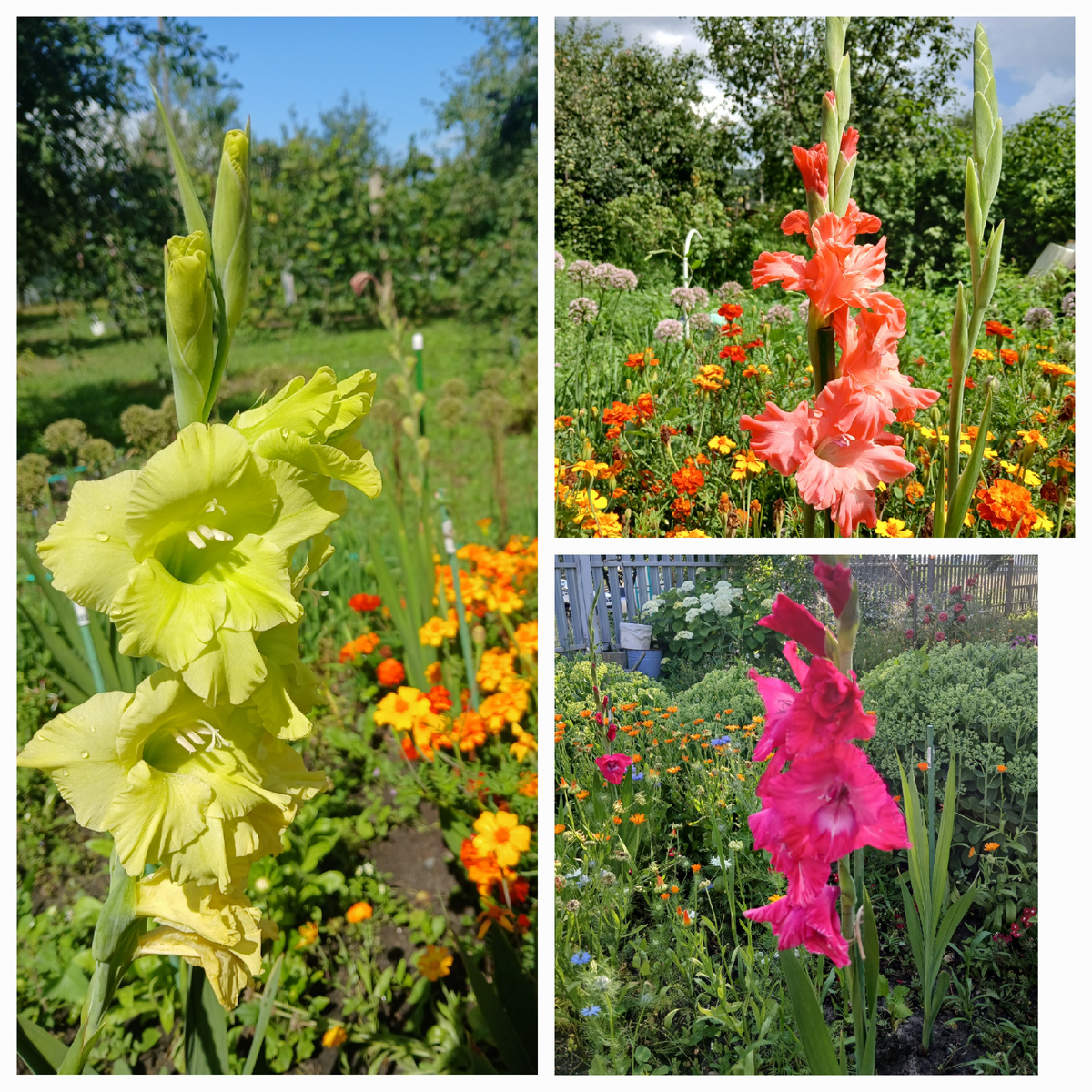 Вот такие короли сада - гладиолусы у нас в саду этим летом. Фото август 2025г.