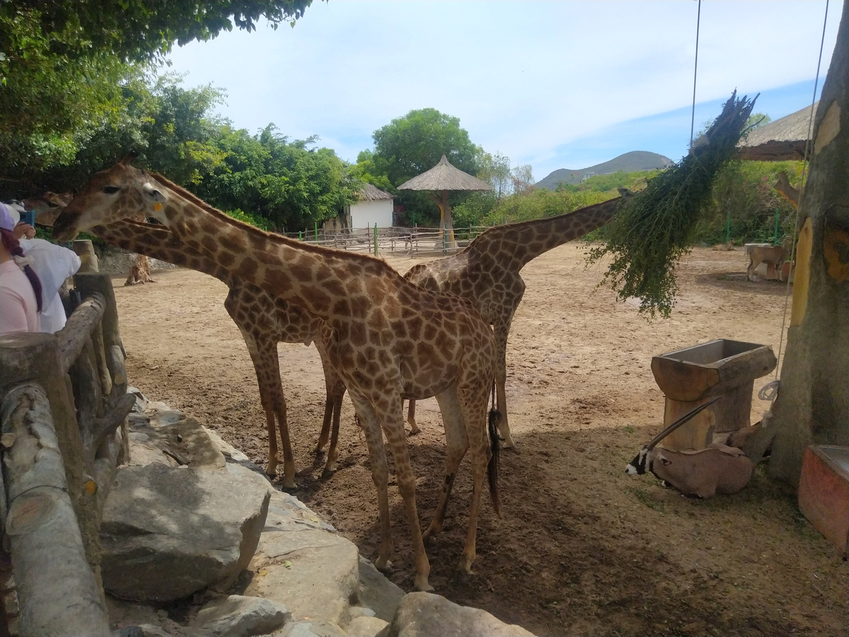 Зоопарк Винперл (Нячанг)