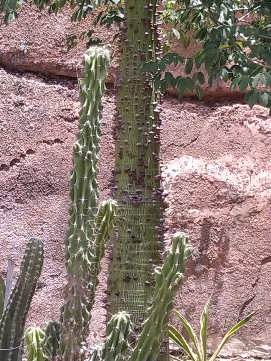Ботнический сад Винперл (Нячанг)