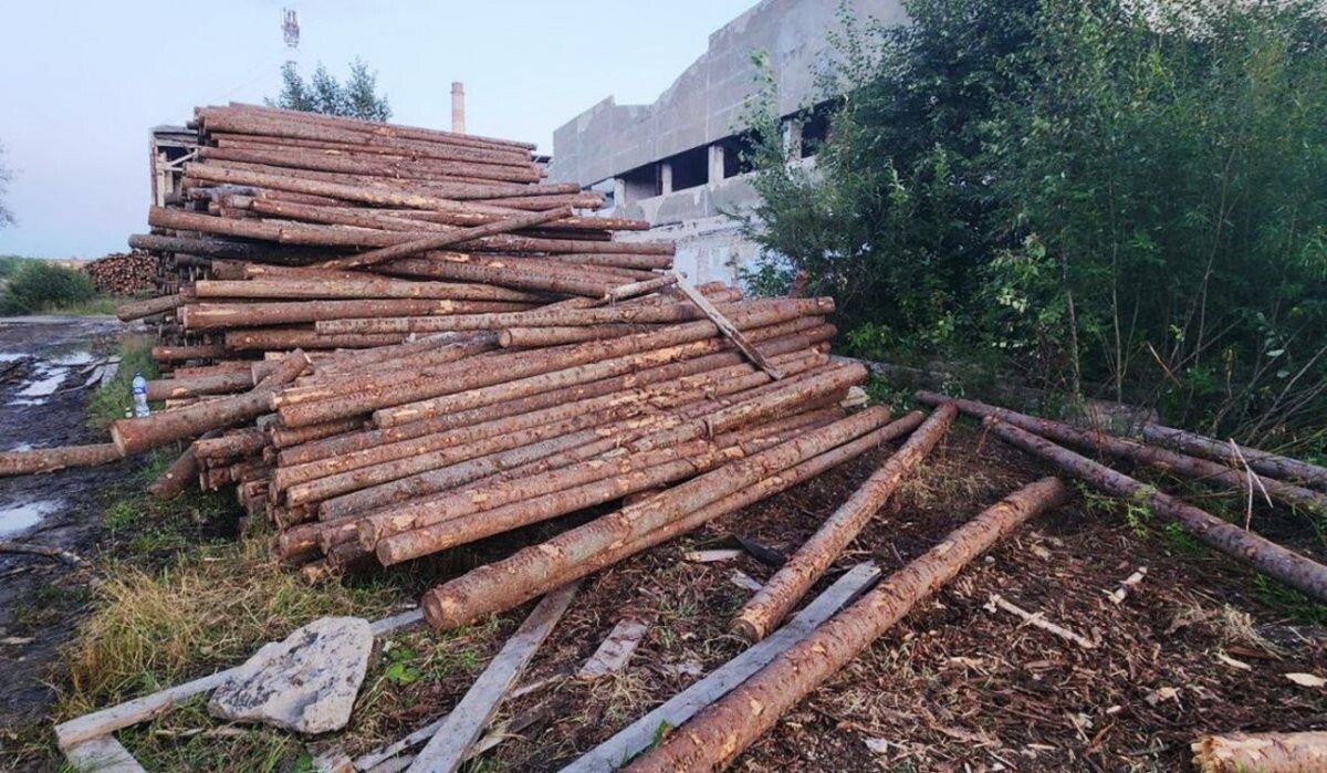     Место происшествия на лесопилке. Источник: rbc.ru Автор фото: СК России по Пермскому краю