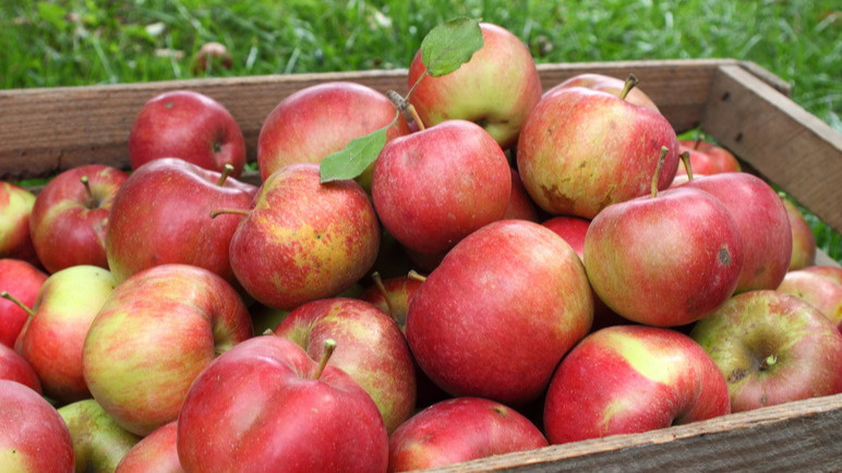 Результат 2017 года после мульчирования травой 