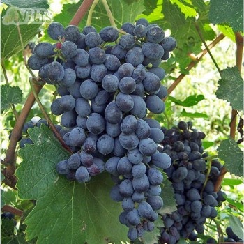 Фото гроздей Муждуретули из открытых источников 