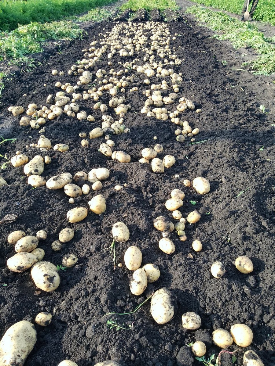 Не плохой урожай картофеля 