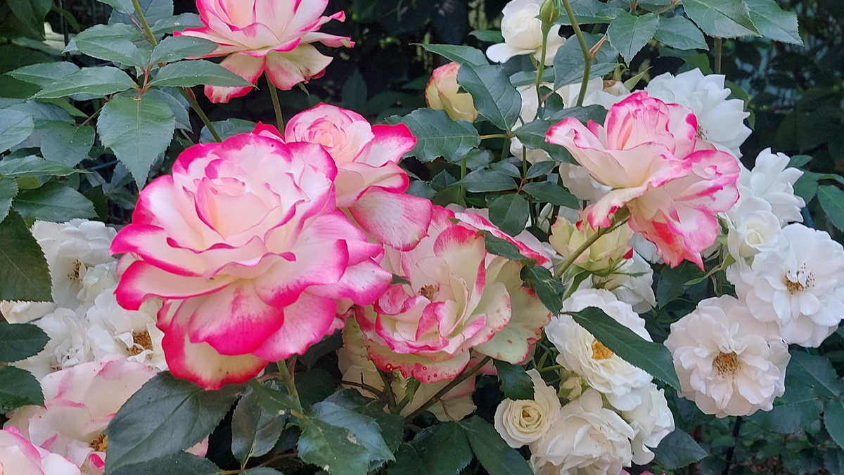 Юбилей принца Монако и Карт Бланш. Флорибунды