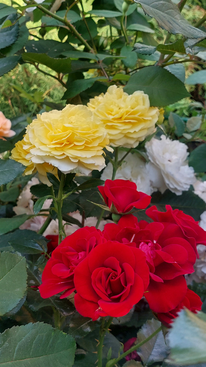 Квин оф Бутан и Инка (флорибунды).