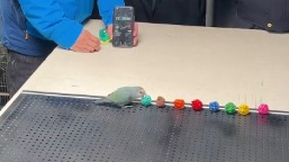    Фото: Скриншот с видео / Лента добра / Telegram